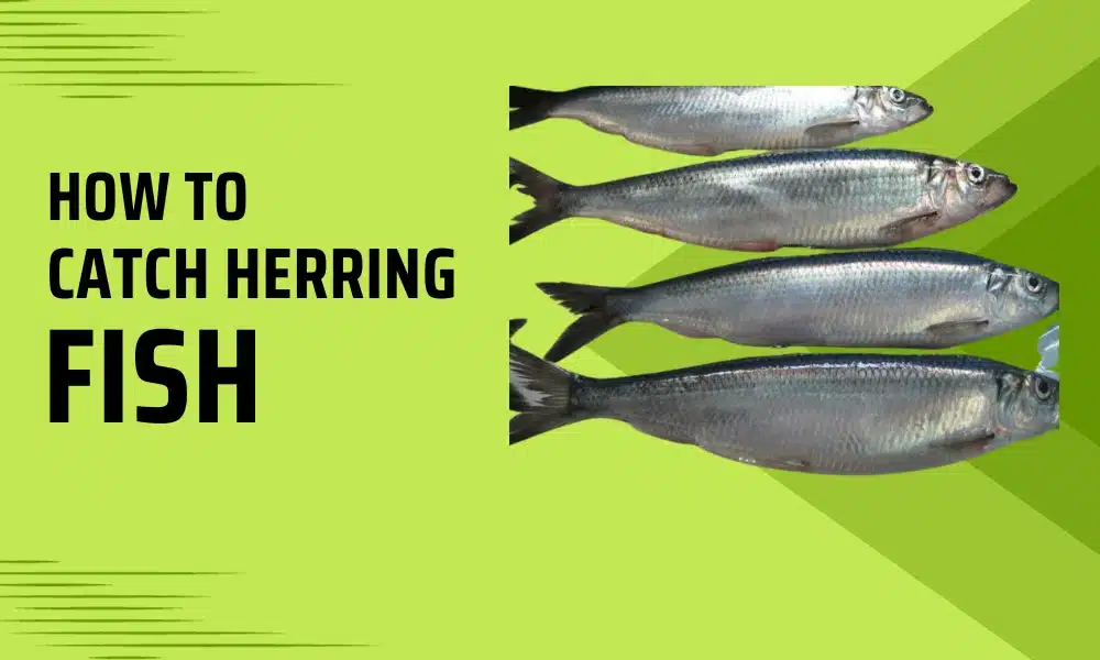 How to Catch Herring